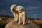 Great Pyrenees on duty Art Print